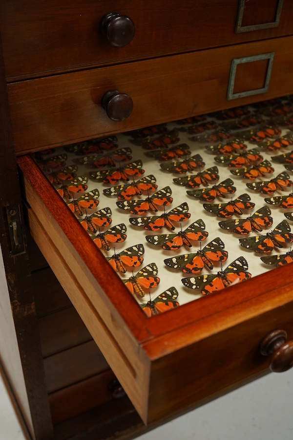 A Victorian mahogany 10-drawer collector’s cabinet with arched glazed door, height 68cm, width 54cm, depth 53cm, containing prepared and pinned moth and butterfly specimens, together with seven 1940s volumes of the Proce